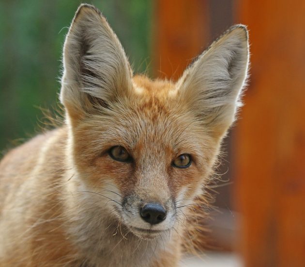 Red Fox