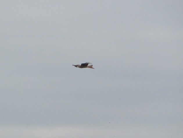 red-kite