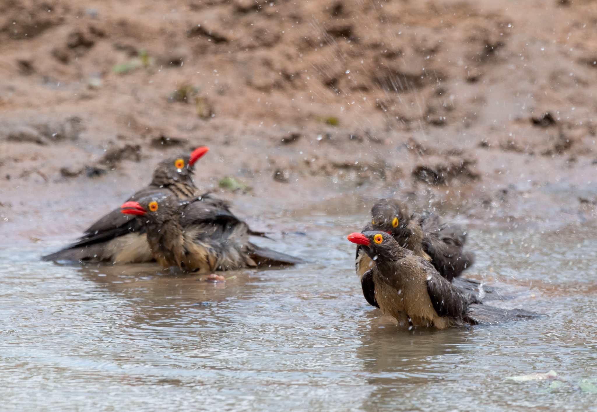 Wet Birds 10,000 Birds