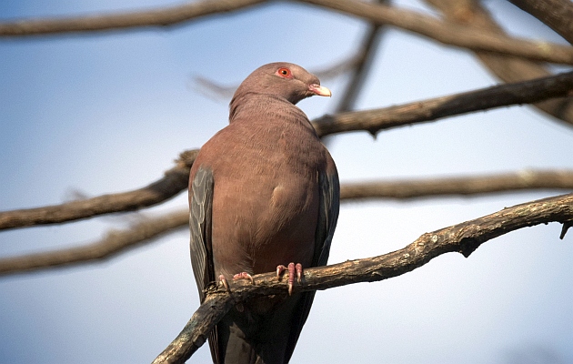 Red-billed-Pigeon