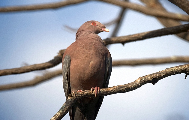Red-billed-Pigeon