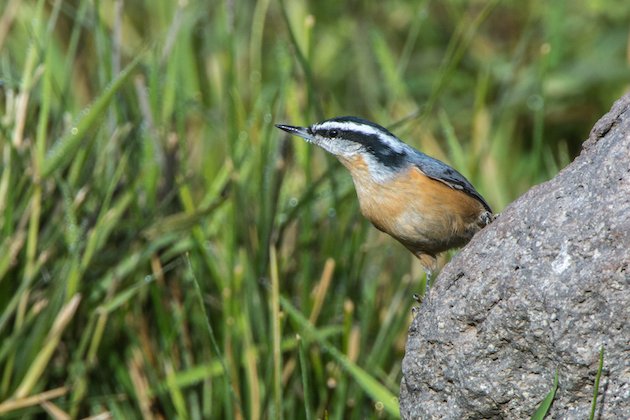 Red-breasted Nuthatch Male