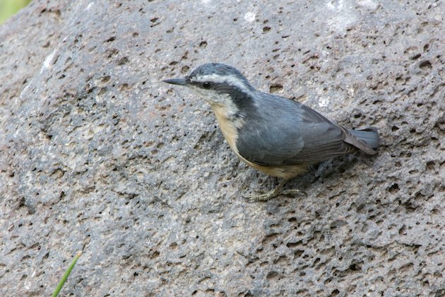 Red-breasted Nuthatch Female