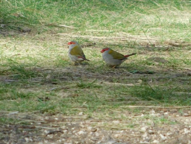 Animalstuffstore Red-browed-Finch-1 Organ Pipes Nationwide Park, Victoria – 10,000 Birds Bird  
