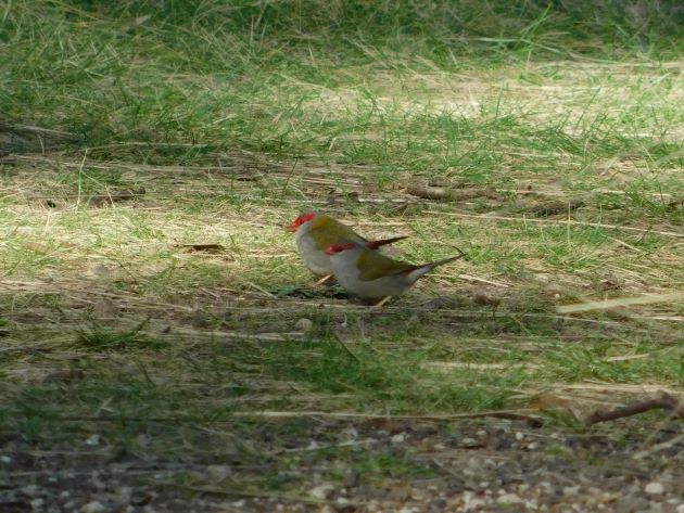 Animalstuffstore Red-browed-Finch-3 Organ Pipes Nationwide Park, Victoria – 10,000 Birds Bird  