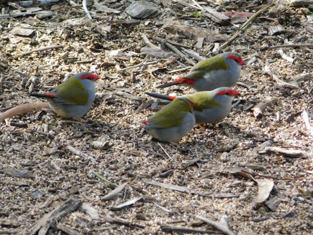 Animalstuffstore Red-browed-Finch-4 Serendip Sanctuary, Victoria – 10,000 Birds Bird  