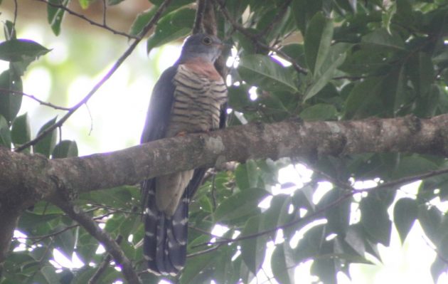 Red-chested Cuckoo