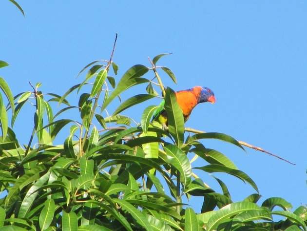 Red-collared Lorikeet