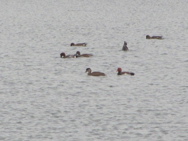 red-crested-pochard