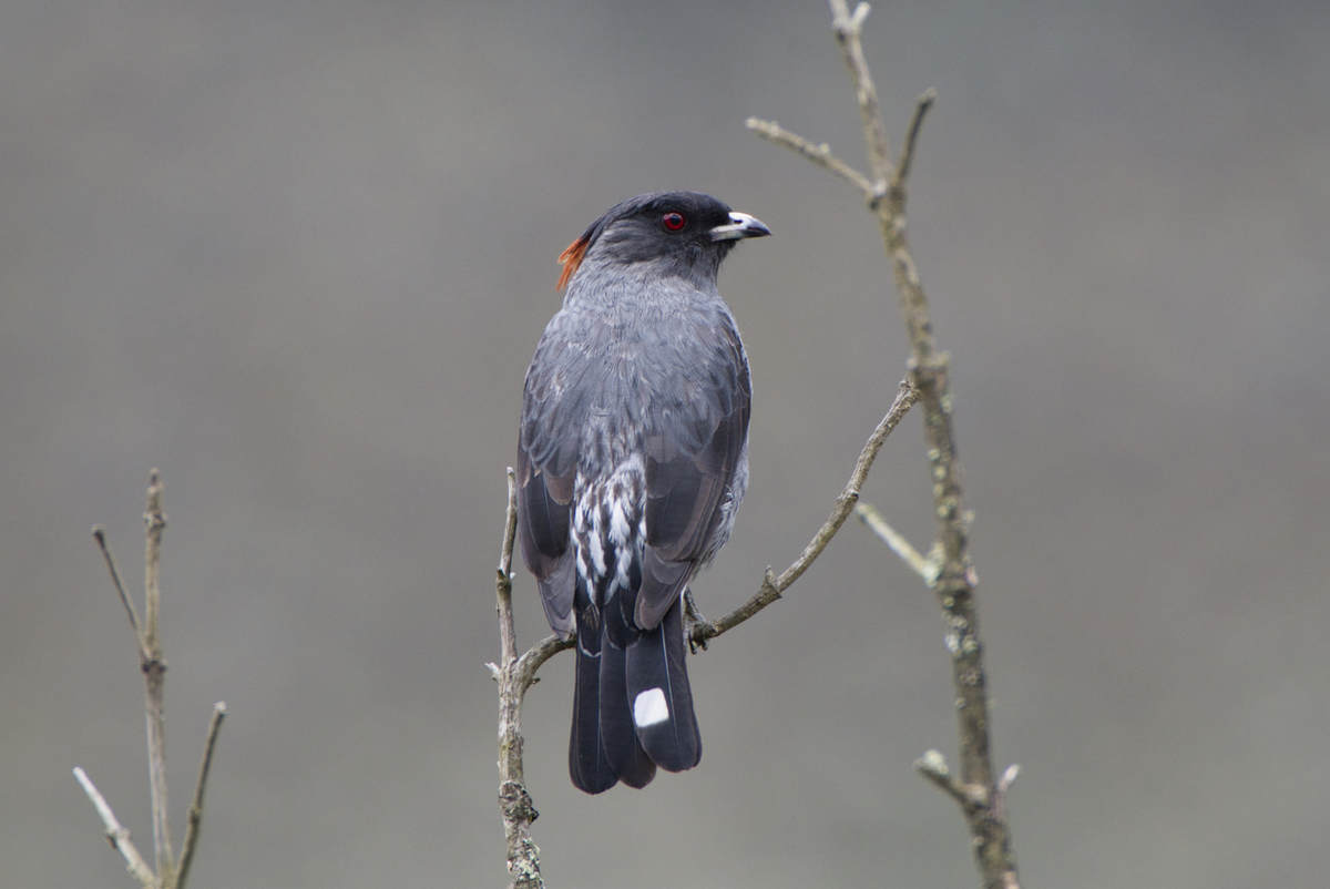Red Cotinga Birding the “Utterly Peaceful Moorland” - Sumapaz NP Colombia - 10,000 ...