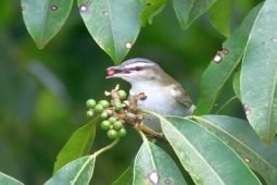 It’s 11 O’Clock. Do You Know Where Your Red-eyed Vireos Are?