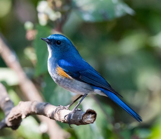 Red-flanked Bluetail - eBird
