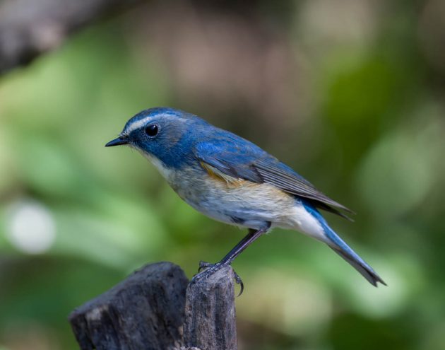 Red-flanked Bluetail - Shanghai Birding 上海观鸟