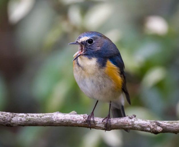 Red-flanked Bluetail - Shanghai Birding 上海观鸟