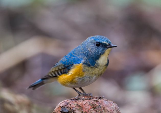 Red-flanked Bluetail - Shanghai Birding 上海观鸟