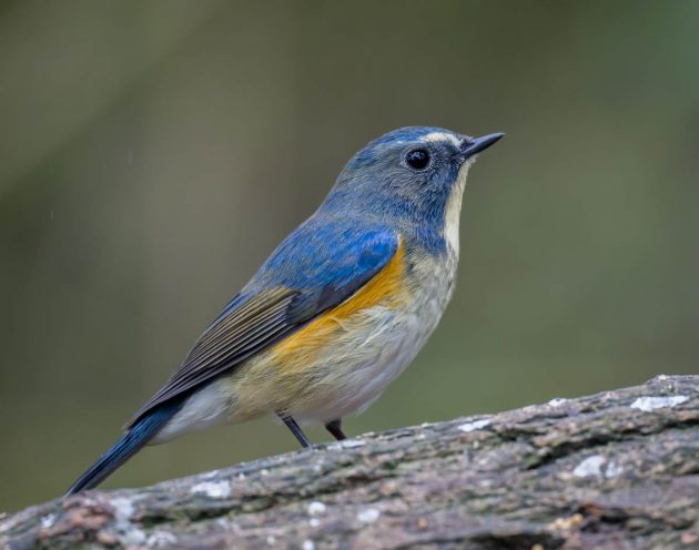 Red-flanked Bluetail - Shanghai Birding 上海观鸟