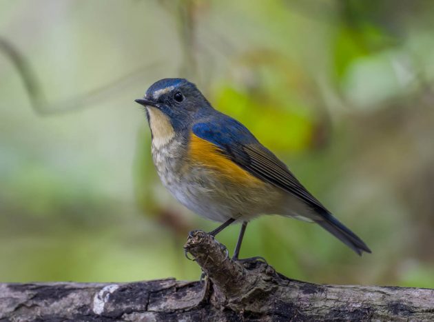 Red-flanked Bluetail - Shanghai Birding 上海观鸟