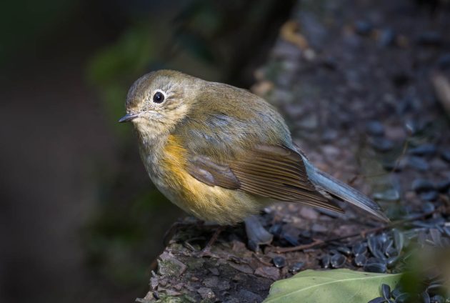 Red-flanked Bluetail - Species Range Map