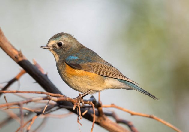 Red-flanked Bluetail - Shanghai Birding 上海观鸟