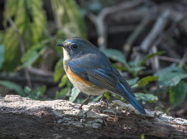 Red-flanked Bluetail - Shanghai Birding 上海观鸟