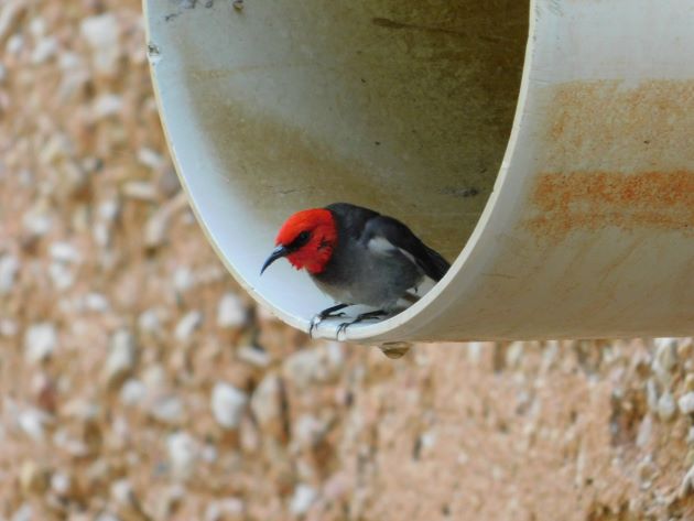 Animalstuffstore Red-headed-Honeyeater-9 Streeter’s Jetty, Broome – 10,000 Birds Bird  