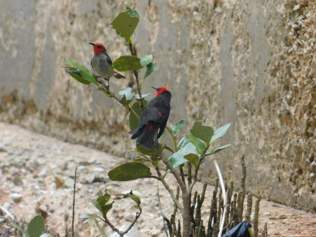 Animalstuffstore Red-headed-Honeyeaters-1 Streeter’s Jetty, Broome – 10,000 Birds Bird  