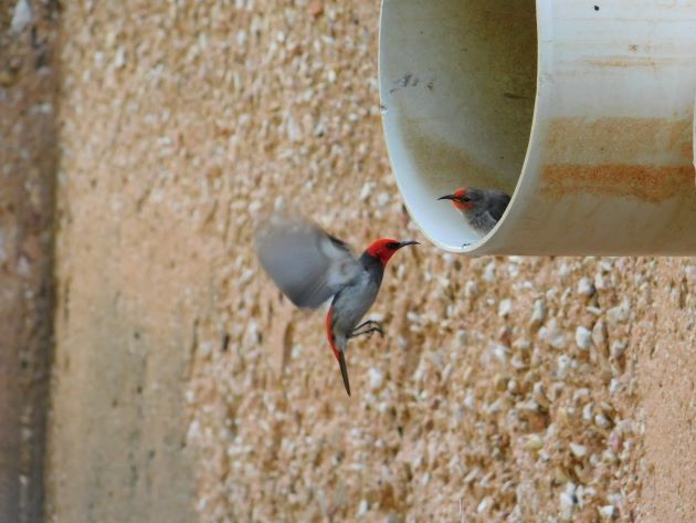 Animalstuffstore Red-headed-Honeyeaters-2-1 Streeter’s Jetty, Broome – 10,000 Birds Bird  