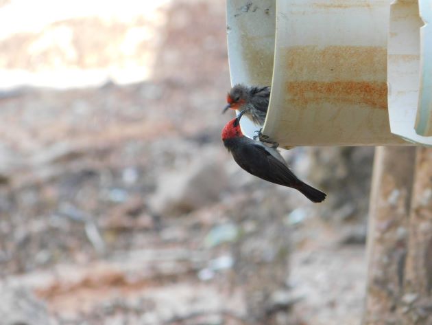 Animalstuffstore Red-headed-Honeyeaters-3-1 Streeter’s Jetty, Broome – 10,000 Birds Bird  