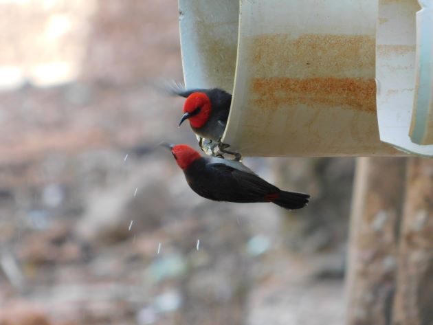 Animalstuffstore Red-headed-Honeyeaters-4-1 Streeter’s Jetty, Broome – 10,000 Birds Bird  