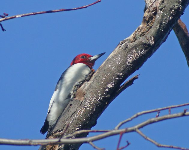 red-headed-woodpecker-at-kissena-park