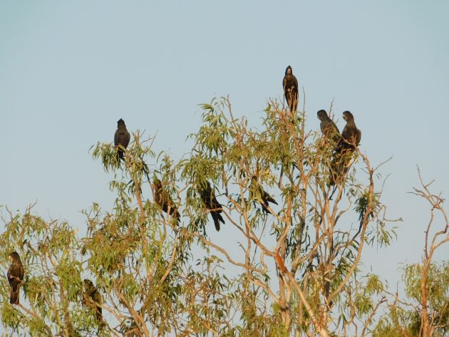 Animalstuffstore Red-tailed-Black-Cockatoos-2 Bush telly in Australia – 10,000 Birds Bird  
