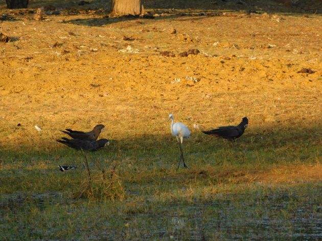 Animalstuffstore Red-tailed-Black-Cockatoos-Great-Egret-and-Magpie-lark Bush telly in Australia – 10,000 Birds Bird  