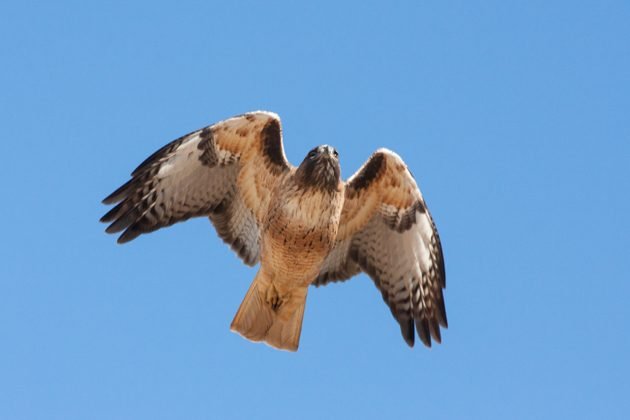 red-tailed-hawk