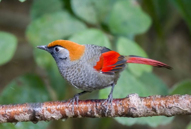 Animalstuffstore Red-tailed-Laughingthrush_DSC9242_Napo-Dec-24-2022-630x425 Birding Napo, Guangxi, China – half 1 – 10,000 Birds Bird  