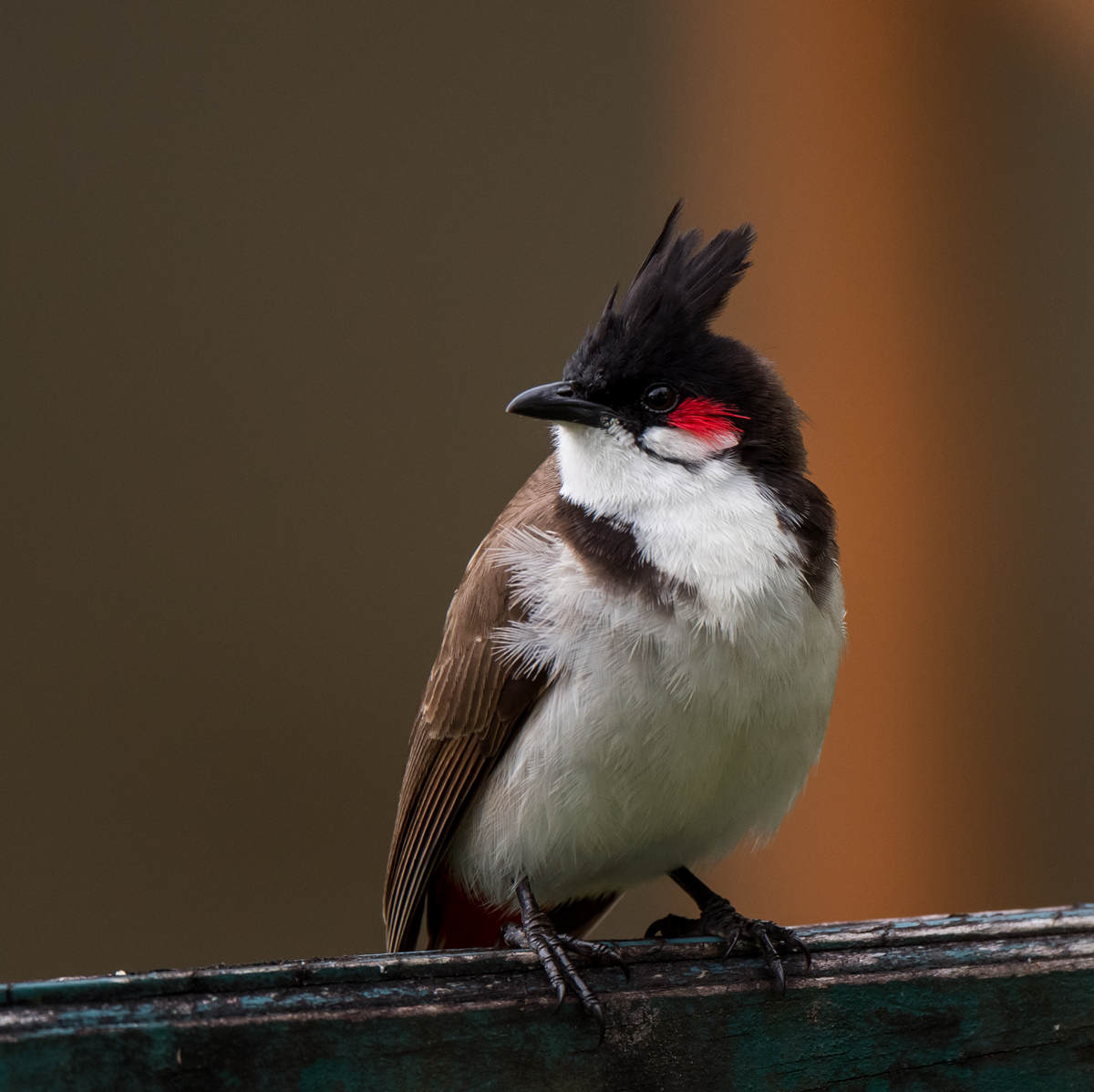 A few hours of birding on Mauritius Island 10,000 Birds