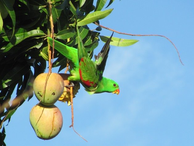 Red-winged Parrot (2)