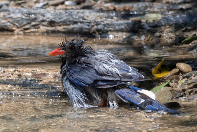 Animalstuffstore Redbilled-Blue-Magpie_DSC6361-Shennongjia-Aug-2016-630x422 Some frequent birds of Shennongjia, China – 10,000 Birds Bird  