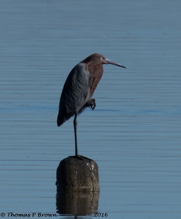 reddish-egret-2