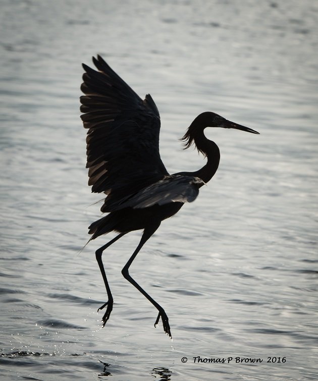 reddish-egret-2