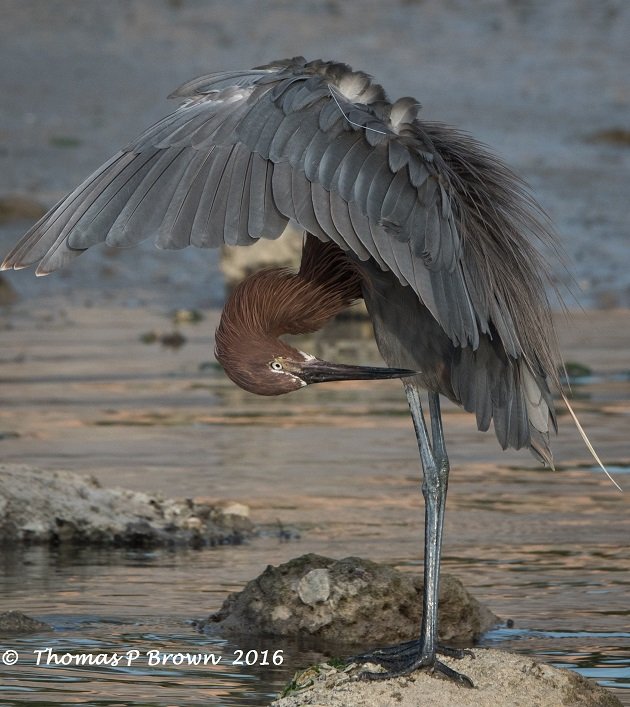 reddish-egret