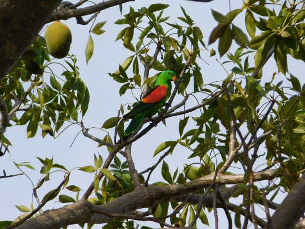 Animalstuffstore Redwing-Parrot Langi Crossing after the floods of January 2023 – 10,000 Birds Bird  