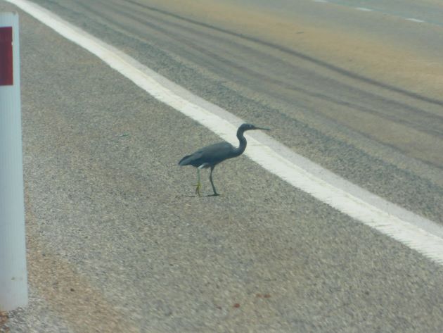 Animalstuffstore Reef-Egret-1-1 Egrets beside the freeway close to Broome – 10,000 Birds Bird  
