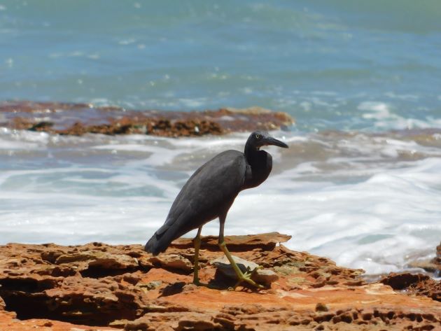 Animalstuffstore Reef-Egret-1 Broome Surf Membership to Gantheaume Level – 10,000 Birds Bird  