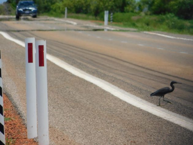 Animalstuffstore Reef-Egret-2-1 Egrets beside the freeway close to Broome – 10,000 Birds Bird  