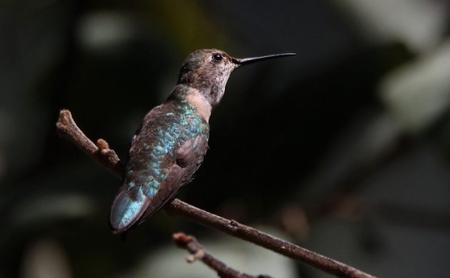 Animalstuffstore Rivolis-Hummingbird-Laurelito-2022-630x389 How Many Hummers? – 10,000 Birds Bird  