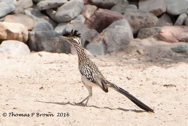 roadrunner