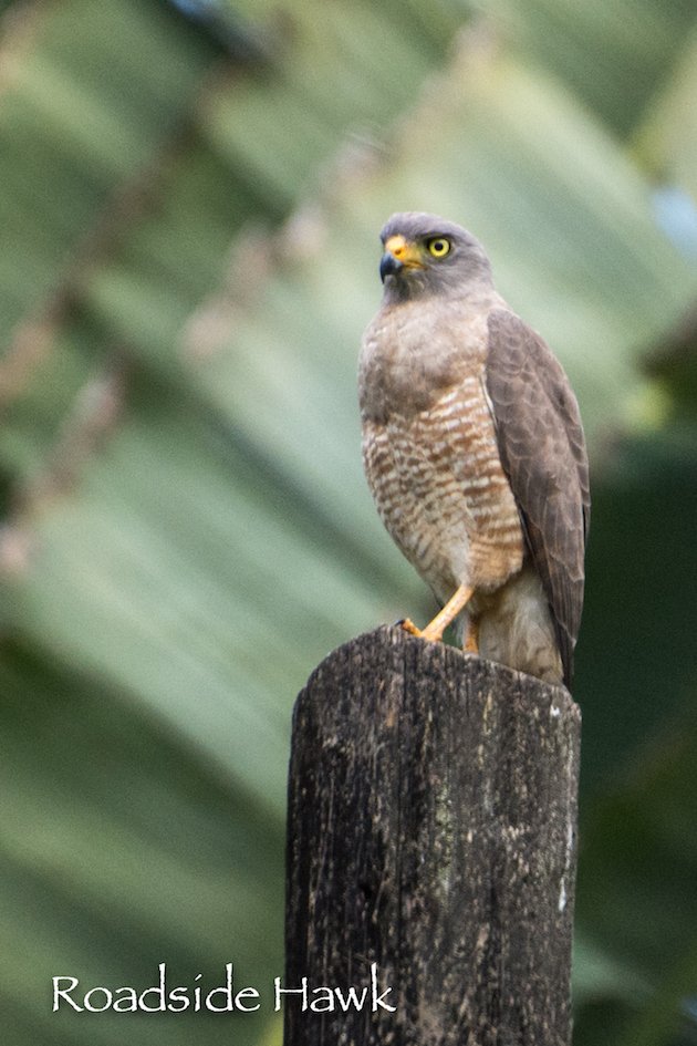 Roadside Hawk