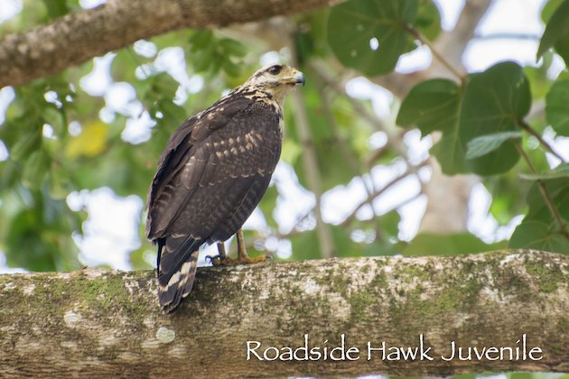 Roadside Hawk Juvie