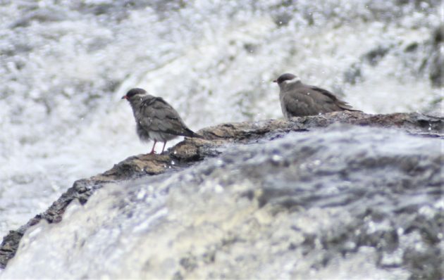 Rock Pratincoles