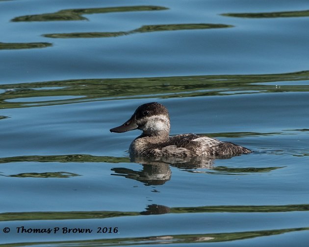 ruddy-duck